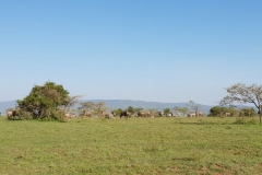 Zebras