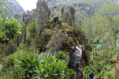 Rwenzori_0528_r