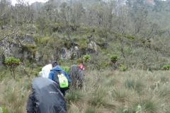 Rwenzori_0536_r
