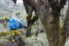 Rwenzori_0586_r