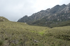Rwenzori_0610_r