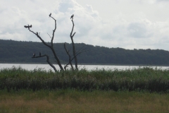 Usedom_Kraniche