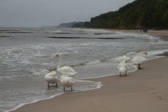 Usedom_Schwäne am Meer